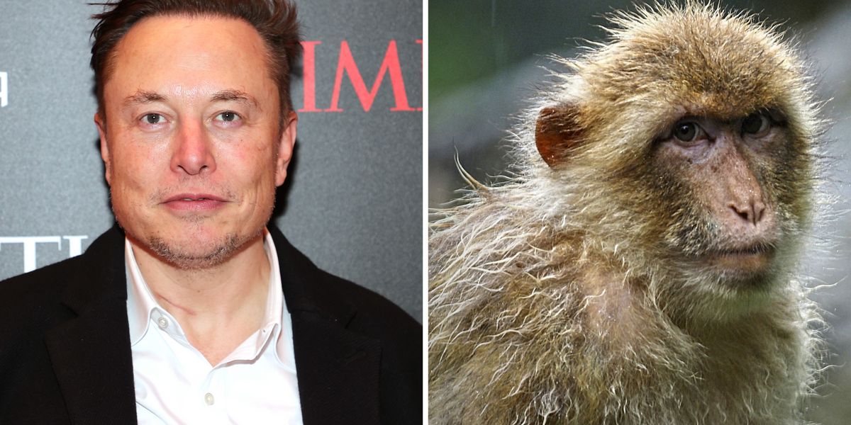 15-of-23-monkeys-who-have-been-planted-with-elon-musk-s-neuralink-chip-have-reportedly-died.jpg